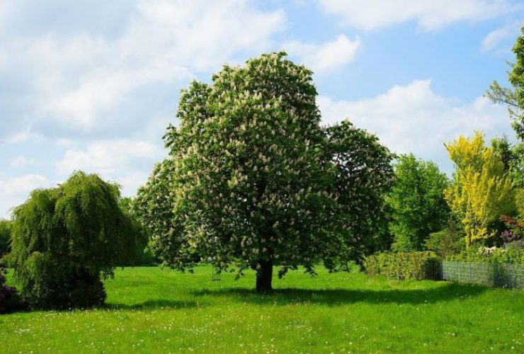 Działka rekreacyjna - na co zwrócić uwagę przy wyborze